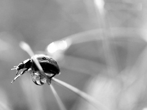 ladybird, Leaf