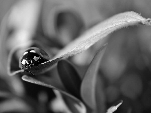 ladybird, leaf