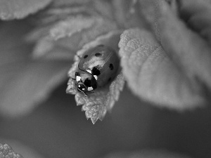 ladybird, Leaf