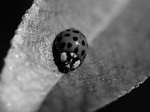 ladybird, leaf