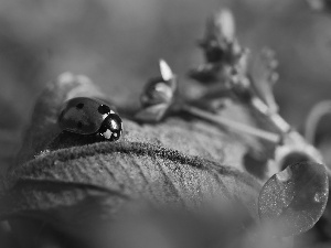 ladybird, Flower, leaf, blue