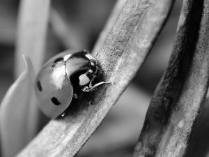 ladybird, leaf