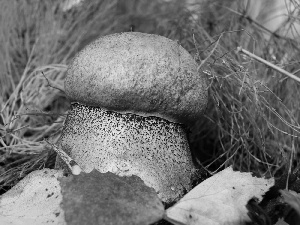 Leaf, Red, Leccinum