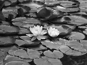 lilies, Big, Leaf, water