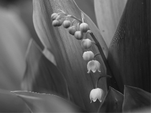 lilies, Flowers, Leaf, White