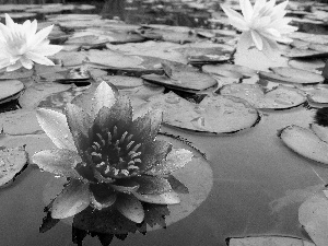 lilies, water, Leaf, water