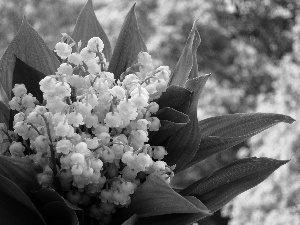 lilies, Leaf