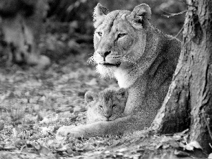 Leaf, Lioness, lion