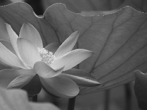 leaf, Pink, lotus