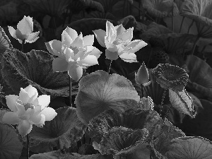 Leaf, Flowers, lotuses