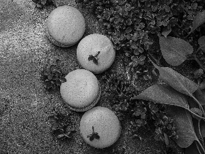 Violet, Cookies, without, Leaf, Syringa, Macaroons