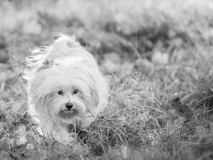 Leaf, dog, Maltese