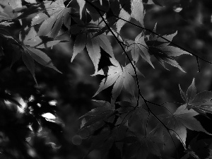 Fractalius, Maple Palm, Leaf