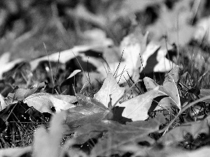 Meadow, color, Leaf, Autumn