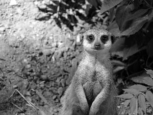 Meerkat, Leaf