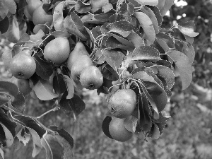 truck concrete mixer, Leaf, Pear, branch, trees