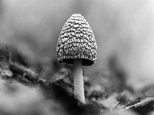 Mushrooms, Leaf