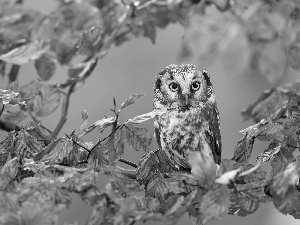 owl, Autumn, Leaf, branch