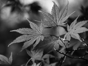 Maple Palm, color, Leaf, autumn