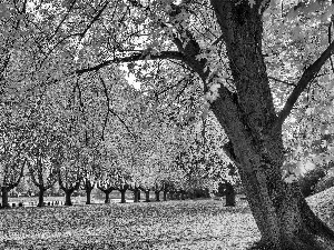 trees, Colours, Leaf, Park, viewes, autumn