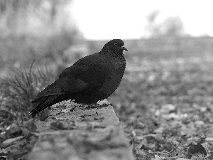 Leaf, Black, pigeon