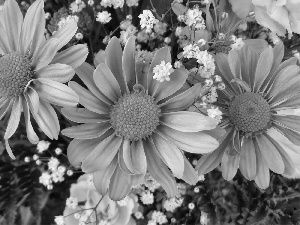 Leaf, gerberas, pink