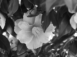 Pink, green ones, Leaf, camellia