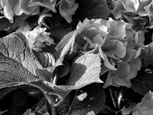 Pink, green ones, Leaf, hydrangea