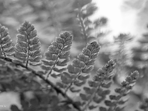 leaf, Fern, plant