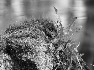 Leaf, Moss, Plants