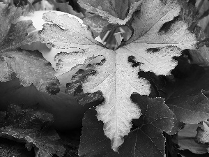 pumpkin, ##, Leaf, hidden