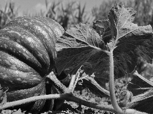 Leaf, Green, pumpkin