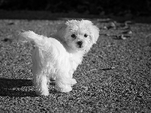 Puppy, run, Leaf, Maltese