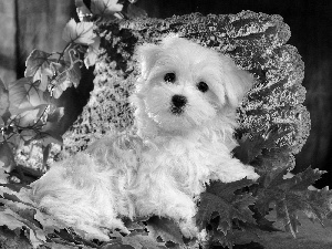 Leaf, Bichon frise, Puppy