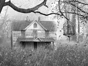 viewes, Home, Leaf, Rain, grass, trees