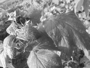 Leaf, Fruits, raspberries