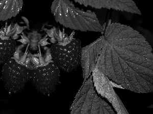 Leaf, Mature, raspberries
