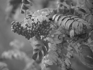 color, Leaf, Red, Fruits, Plant