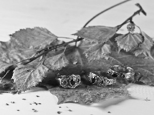 rings, twig, Leaf, autumn