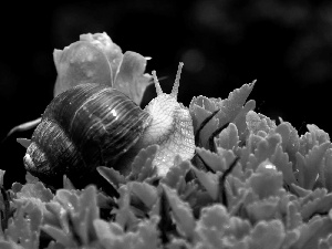 Leaf, snail, rose