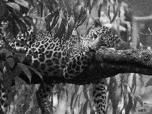 sad, trees, Leaf, Leopards
