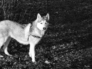 Siberian, dry, Leaf, Husky