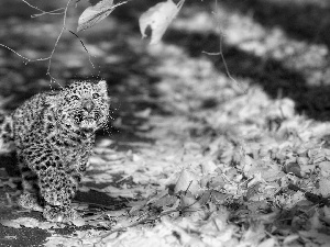 small, Autumn, Leaf, Leopards