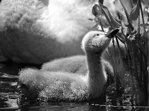 small, water, Leaf, swan