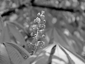 Leaf, chestnut, speed