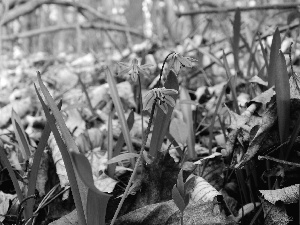 Leaf, Spring, Blue, Flowers, Siberian squill