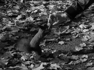 squirrel, Feedings, Leaf, nut