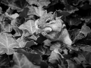 squirrel, Plants, Leaf, nut