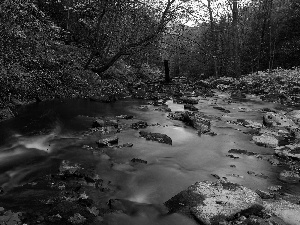 Leaf, River, Stones