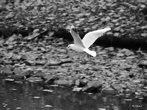 Leaf, seagull, stream